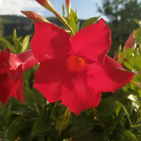 Nocleg ze śniadaniem Mario Relais