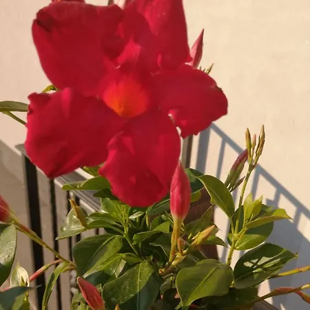 Nocleg ze śniadaniem Mario Relais