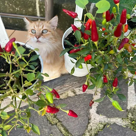 Nocleg ze śniadaniem Mario Relais Półwysep Sorrentyński