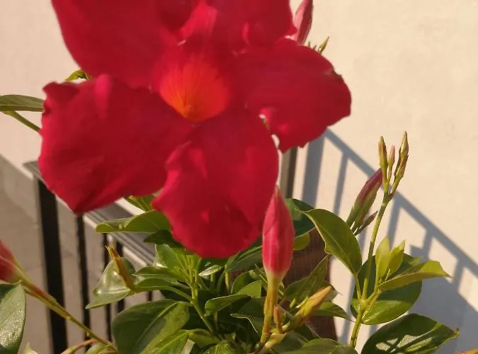 Bed and Breakfast Mario Relais