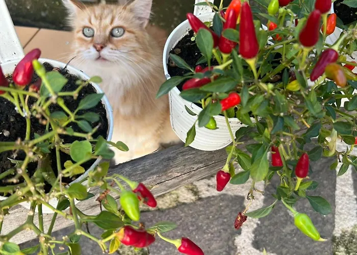 Bed & Breakfast Mario Relais Sorrento