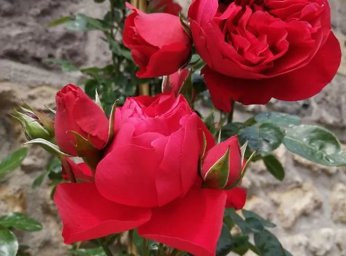 Bed & Breakfast Mario Relais