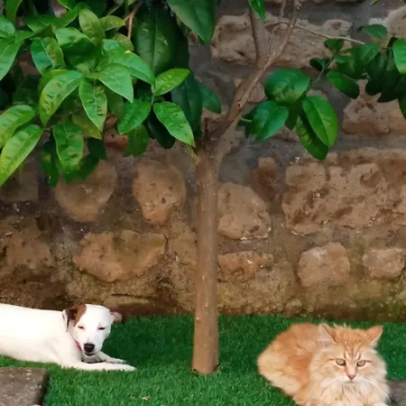 Alojamento de Acomodação e Pequeno-almoço Mario Relais 4*