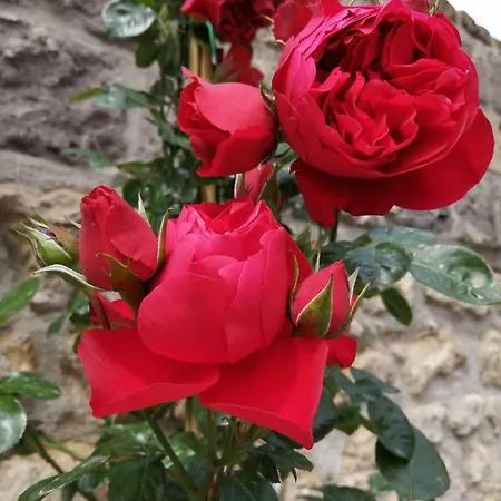 Alojamento de Acomodação e Pequeno-almoço Mario Relais